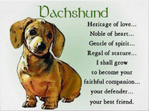 The Dachshund is clever, lively and courageous to the point of ...