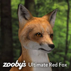 Red Fox Sit