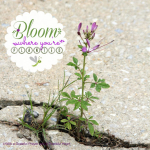 and a resilient cleome flourishing in a crack in the driveway!