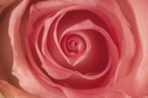 Suffering: Bearing Up Under the Prick of Thorns