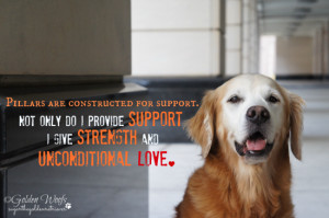 Pillars of Support and Unconditional Love: Sugar The Golden Retriever