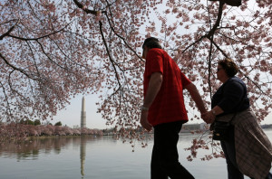 Cherry Blossom Festival 2013: Spring in the Air for Washington [PHOTOS ...