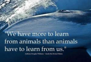 ... Animals than Animals Have to Learn From Us” ~ Inspirational Quote