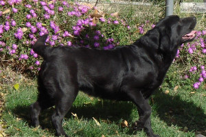 labrador-retriever-puppy-picture-44a8a007-5a6a-4842-a7c2-252eb2996bcf ...