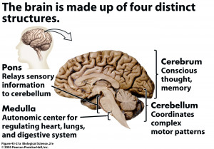 Central Nervous System Brain Function The Central Nervous System