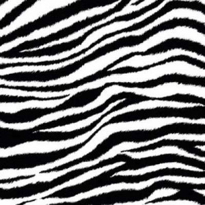 Fun Zebra Pictures & Facts – fohn.net