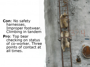 Bears teaching us about ladder safety