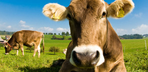 Animals That Eat Only Plants Pictures