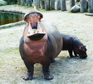Is a hippopotamus a hippopotamus, or just a really cool Opotamus ...