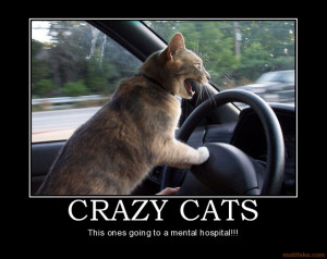 CRAZY CATS - This ones going to a mental hospital!!!
