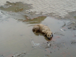 ... give special attention to the 600.000.000 stray animals in the world