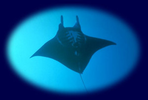 Sea Quotes Manta ray swimming in the sea