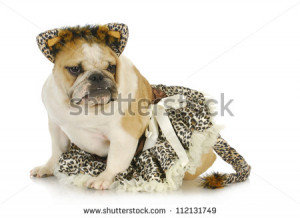 dog dressed like a cat - english bulldog wearing cat costume on white ...