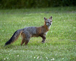 Female Gray Fox