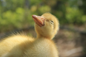 Happy little duckling