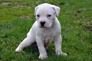 Previous American Bulldogs...