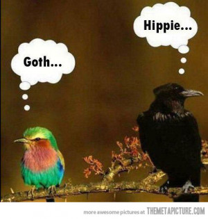 Funny photos funny birds crow goth hippie