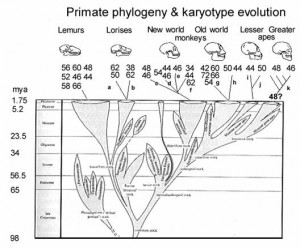 Hominid Phylogenetic Tree