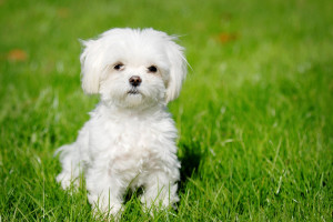 wallpaper image description for maltese dogs wallpaper maltese dogs ...