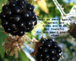... and fresh and wild, and thankful for any small gesture. - Rumi
