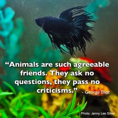 ... Pet Quotes | #fish #aquarium #betta #siamesefightingfish #pets #quotes