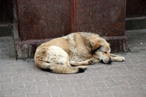 The Dangers of Stray Dogs, Must Read