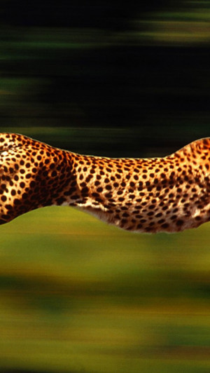 Cheetah Running Speed