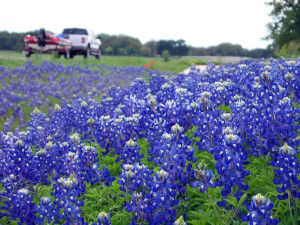 Posts related to Spring Flowers To Plant In Texas