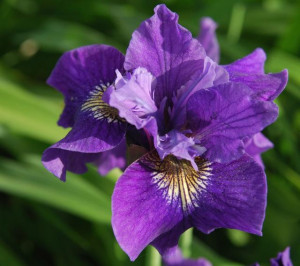 Purple Iris Flower Picture...