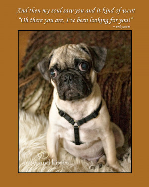 Cute Puppy Love Quotes Of us pugs as pug puppies,
