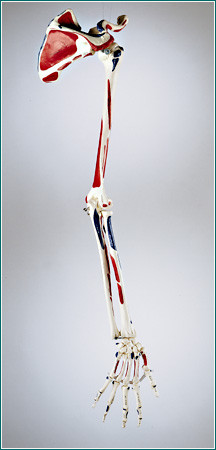Premier™ Arm Skeleton with Painted and Labeled Muscle Attachments