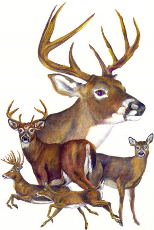 deer hunting clip art