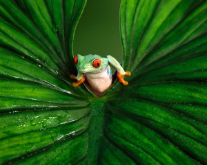 is the smallest of the tree frog species and is found in a variety of ...