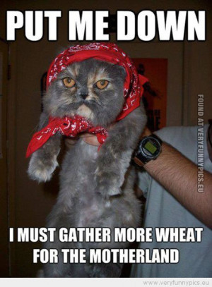 ... Russian cat put me down i must gather more wheat for the motherland
