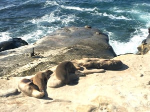 sea lion stalking! It’s the time of the year when all of the mamas ...