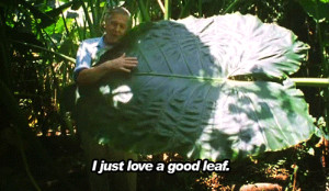 gpoy hugging nature gif David Attenborough leaf gif botany gif plant ...