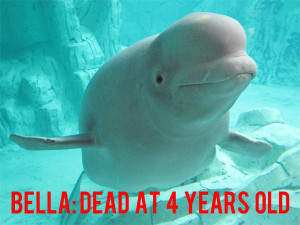 whale beluga whale animal rights animal liberation killer whale Killer ...