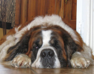 saint-bernard-the-saint-138 | The Dog Wallpaper