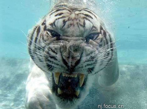 图片：水中白虎