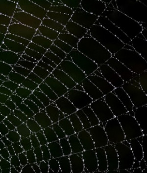 Halloween Spider Web Wallpaper
