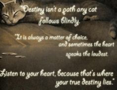 ... image more warriors quotes warrior cats quotes amazing quotes warriors