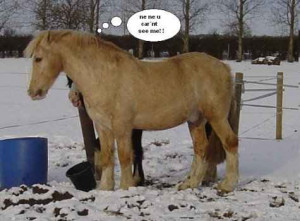 http://www.graphics99.com/funny-horse-image-for-facebook-sharing/