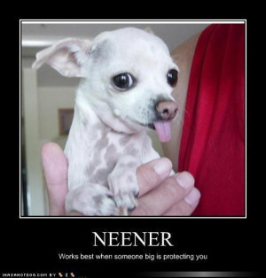 Chihuahuas Funny/Cute Chihuahua