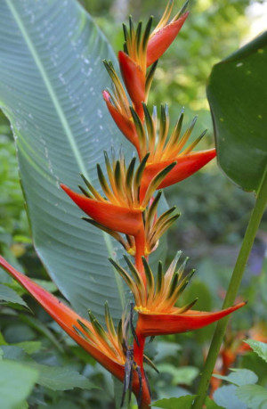 Birds-of-paradise-plant-varieties.jpg