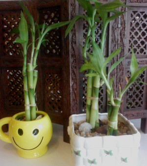 Bamboo Plant Stems