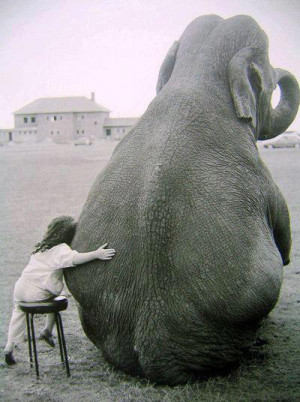 Titulo de la foto : Niña y elefante sentados