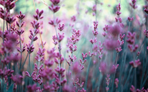 flowers-lavender-purple-field-hd-wallpaper
