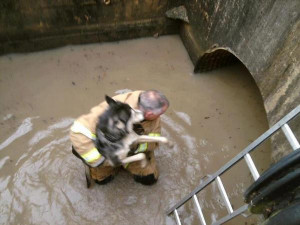From this Tweet: Lovely picture of as Dog being rescued from hurricane ...