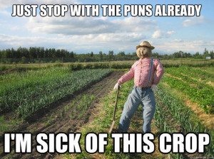 Scarecrow Meme Takes Corn-y Humor to a Whole New Level