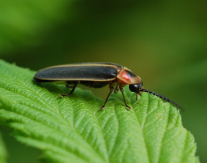 Firefly Insect Quotes http://kootation.com/lightning-bugs.html